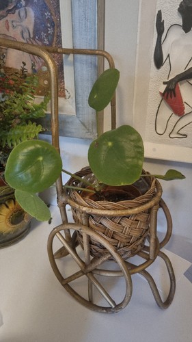 Vintage woven wicker - vintage, plant
